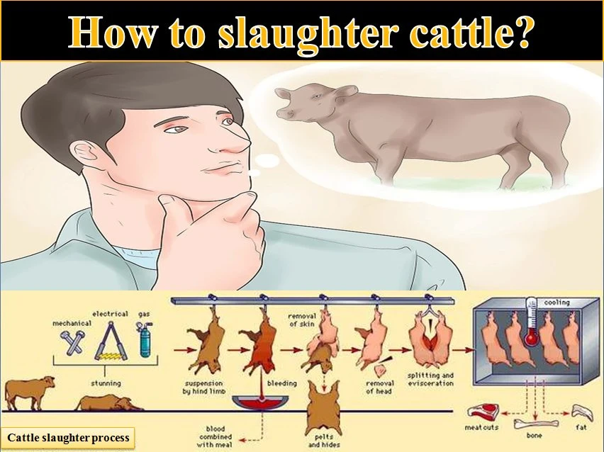 Slaughterhouse Slaughtering Equipment for Pigs, Cattle and Sheep